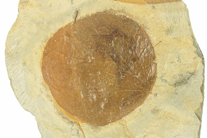 Fossil Leaf (Zizyphoides) - Montana #270964